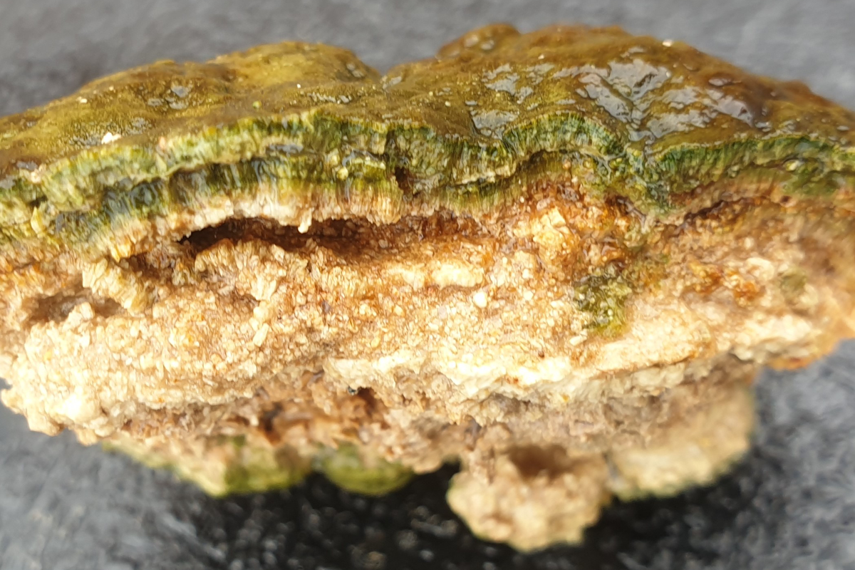 It's astonishing how fast these rocks grow, but they're not a get-out-of-jail-free card for carbon emissions. It's astonishing how fast these rocks grow, but they're not a get-out-of-jail-free card for carbon emissions.